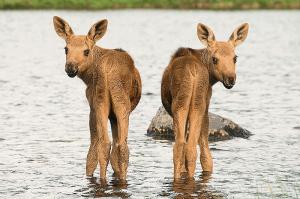 Twin-Moose-Calves.jpg