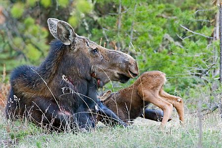 https://blogs.perl.org/users/byterock/3250897-2-moose-cow-days-old-calf-nudging-to-nurse.jpg