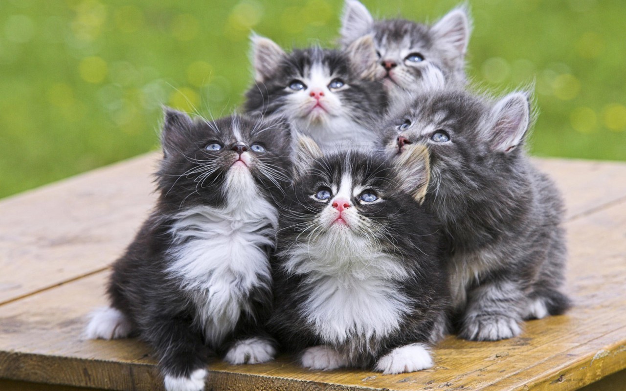 https://blogs.perl.org/users/byterock/Cute-Kittens-kittens-16094704-1280-800.jpg