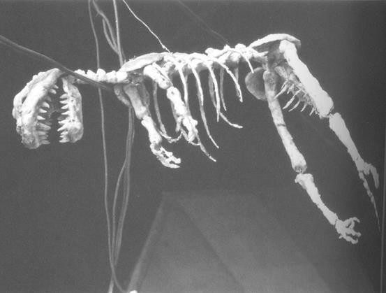 https://blogs.perl.org/users/byterock/G54_-_Skeleton_prop_used_at_the_end_of_the_film.jpg