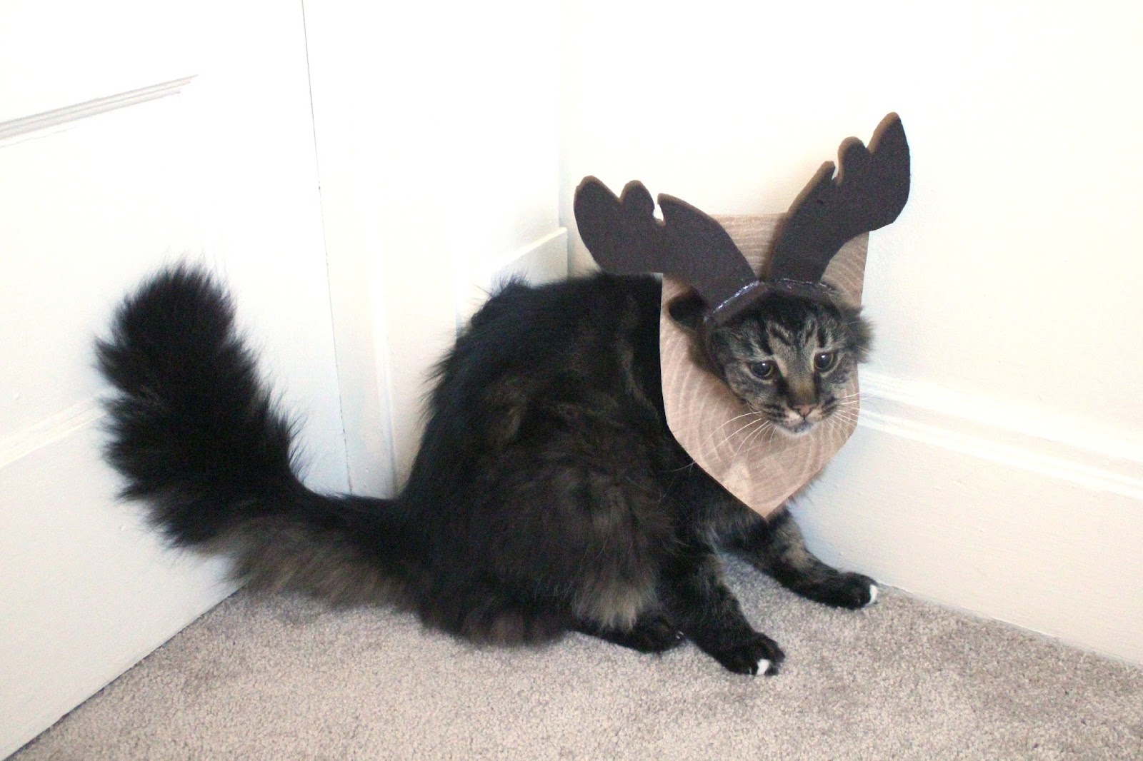 https://blogs.perl.org/users/byterock/The%20Incredible%20Mounted%20Cat%20Moose%20Costume%2019.jpg