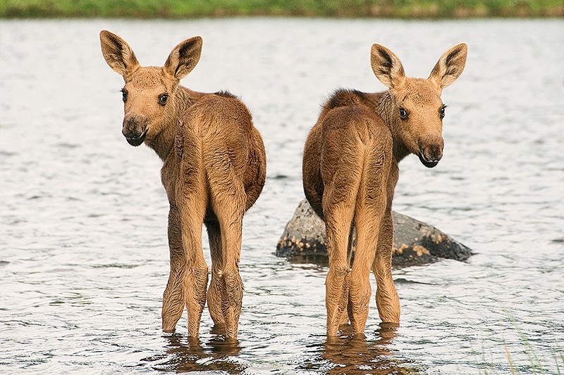 https://blogs.perl.org/users/byterock/Twin-Moose-Calves.jpg