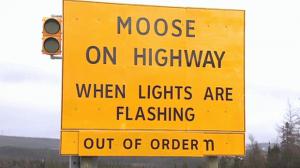 li-moose-sign-20130412.jpg