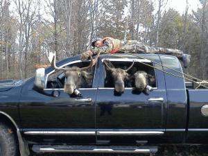 moose-hunt.jpg