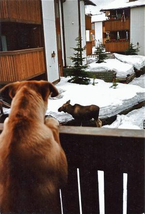 moose-and-dog.jpg