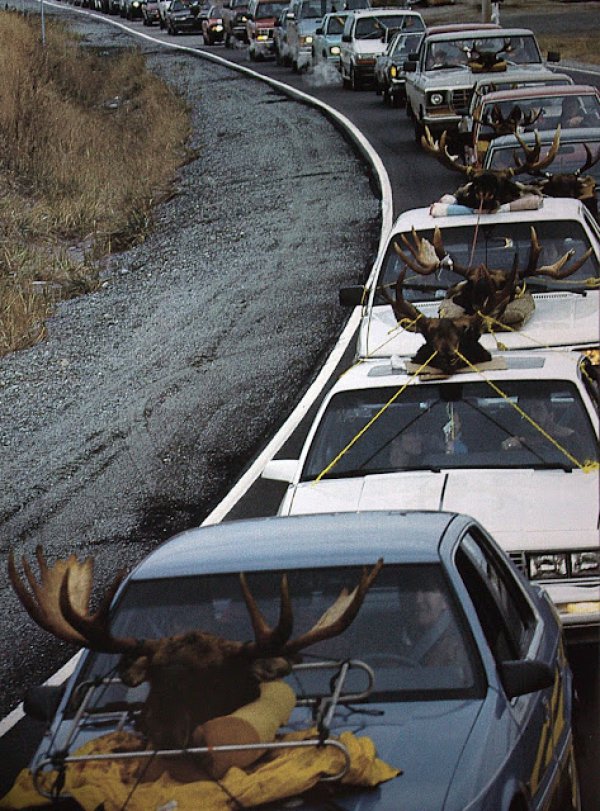 https://blogs.perl.org/users/byterock/eae3995a87590fe101c74967393353f3-moose-heads-strapped-to-dozens-of-cars.jpg