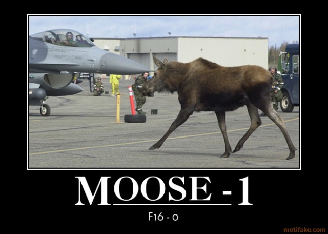 moose-1-nobody-moved-demotivational-poster-1284056678.jpg